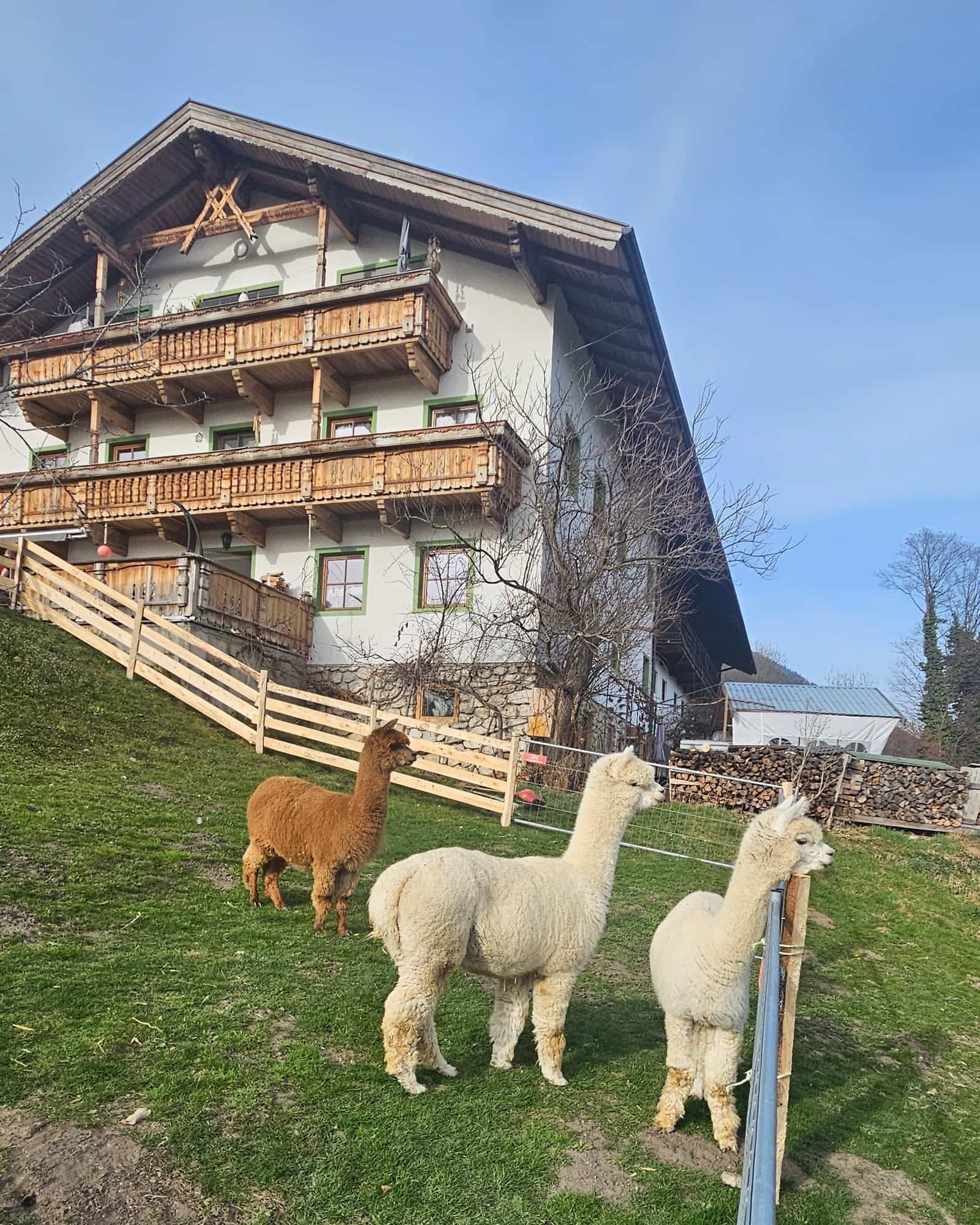 Die drei Alpaka-Stuten auf der Weide vor dem Wohnhaus