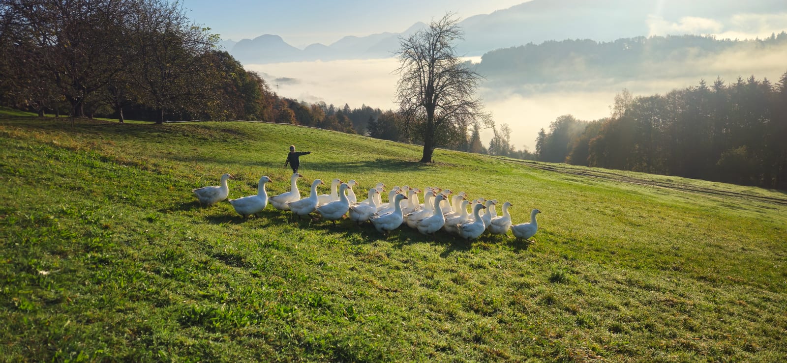 Gänseschar auf der Herbstwiese am Hof, dahinter Nebel über dem Inntal