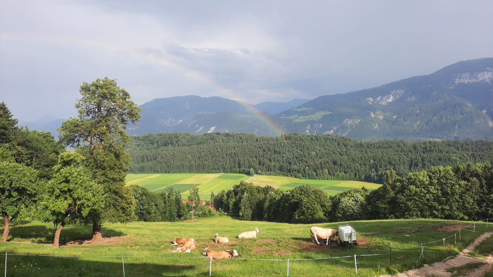 Rinder liegen auf der Weide vor dem Bergwald, darüber ein Regenbogen