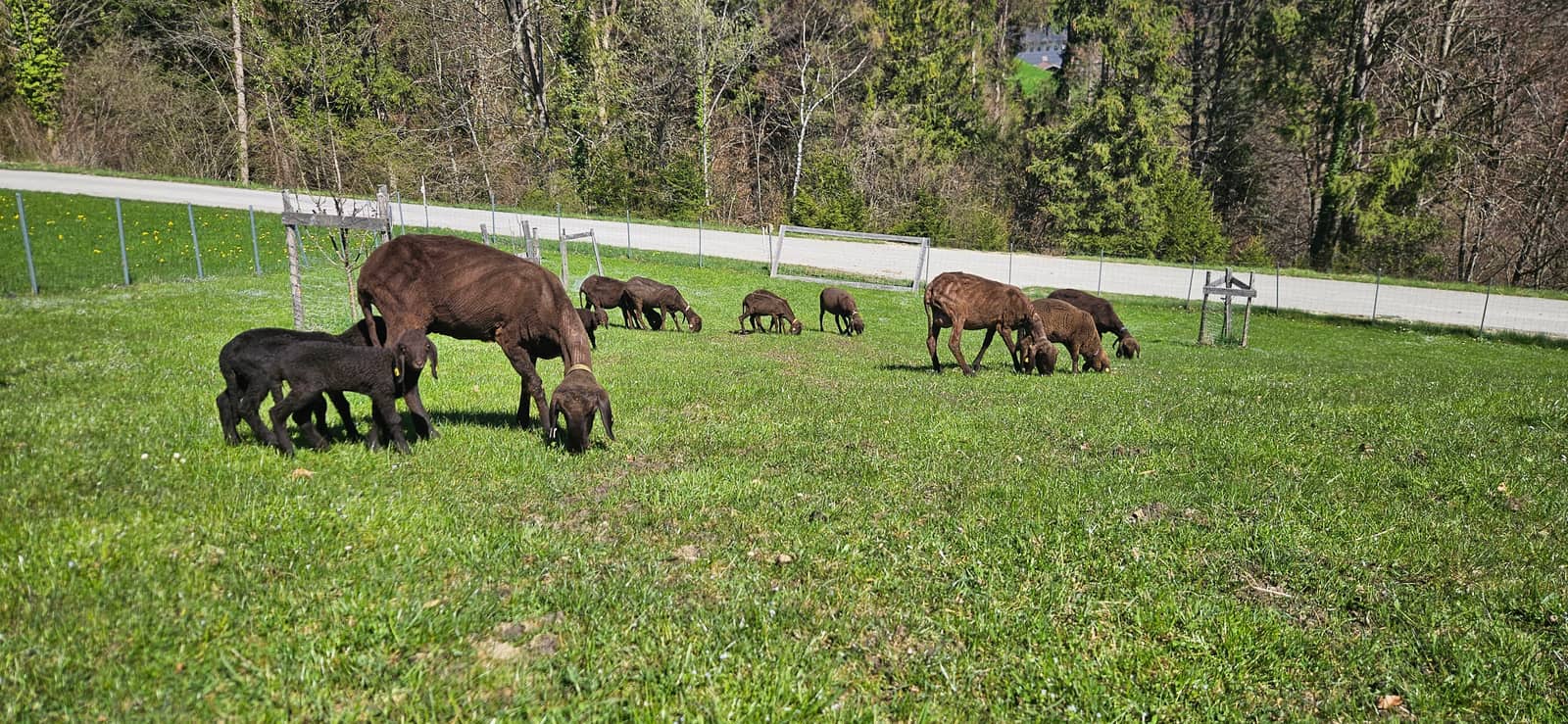 Braune Schafe mit Lämmern grasen im Frühling auf der Weide